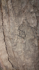 Stephanopis altifrons