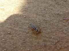 Menemerus semilimbatus