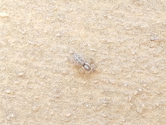 Menemerus semilimbatus