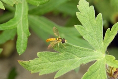 Sphaerophoria menthastri