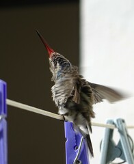 Cynanthus latirostris