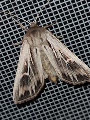 Mythimna velutina