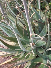 Aloe globuligemma