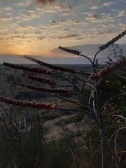 Aloe globuligemma