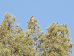 Buteo jamaicensis