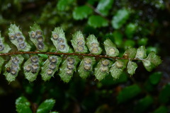 Polystichum atkinsonii