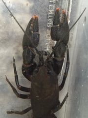 Cambarus parvoculus