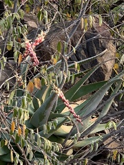 Aloe globuligemma