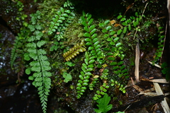 Polystichum atkinsonii