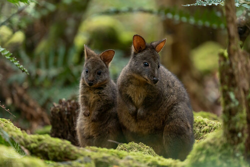 Rufous-bellied Pademelon, Notley Hills TAS 7275, Australia, photo 7 of 10