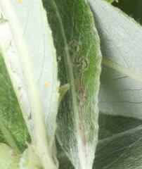 Stigmella obliquella