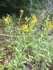 Hypericum lobocarpum