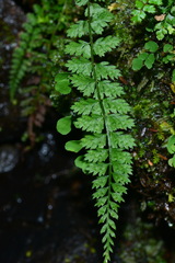 Polystichum thomsonii