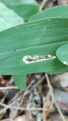 Parallelomma
