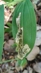 Parallelomma