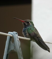 Cynanthus latirostris