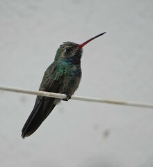 Cynanthus latirostris