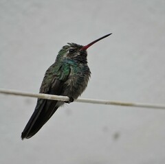 Cynanthus latirostris