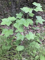 Ribes hudsonianum