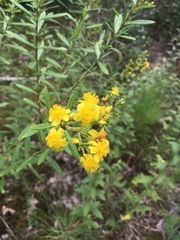 Hypericum lobocarpum