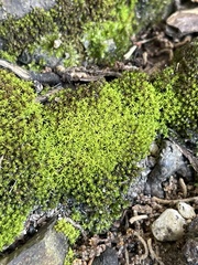 Trichostomum brachydontium