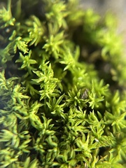Trichostomum brachydontium
