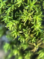 Trichostomum brachydontium