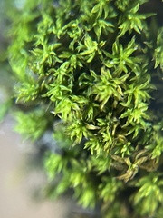 Trichostomum brachydontium