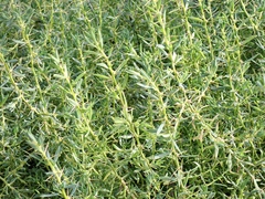 Sclerolaena muricata muricata