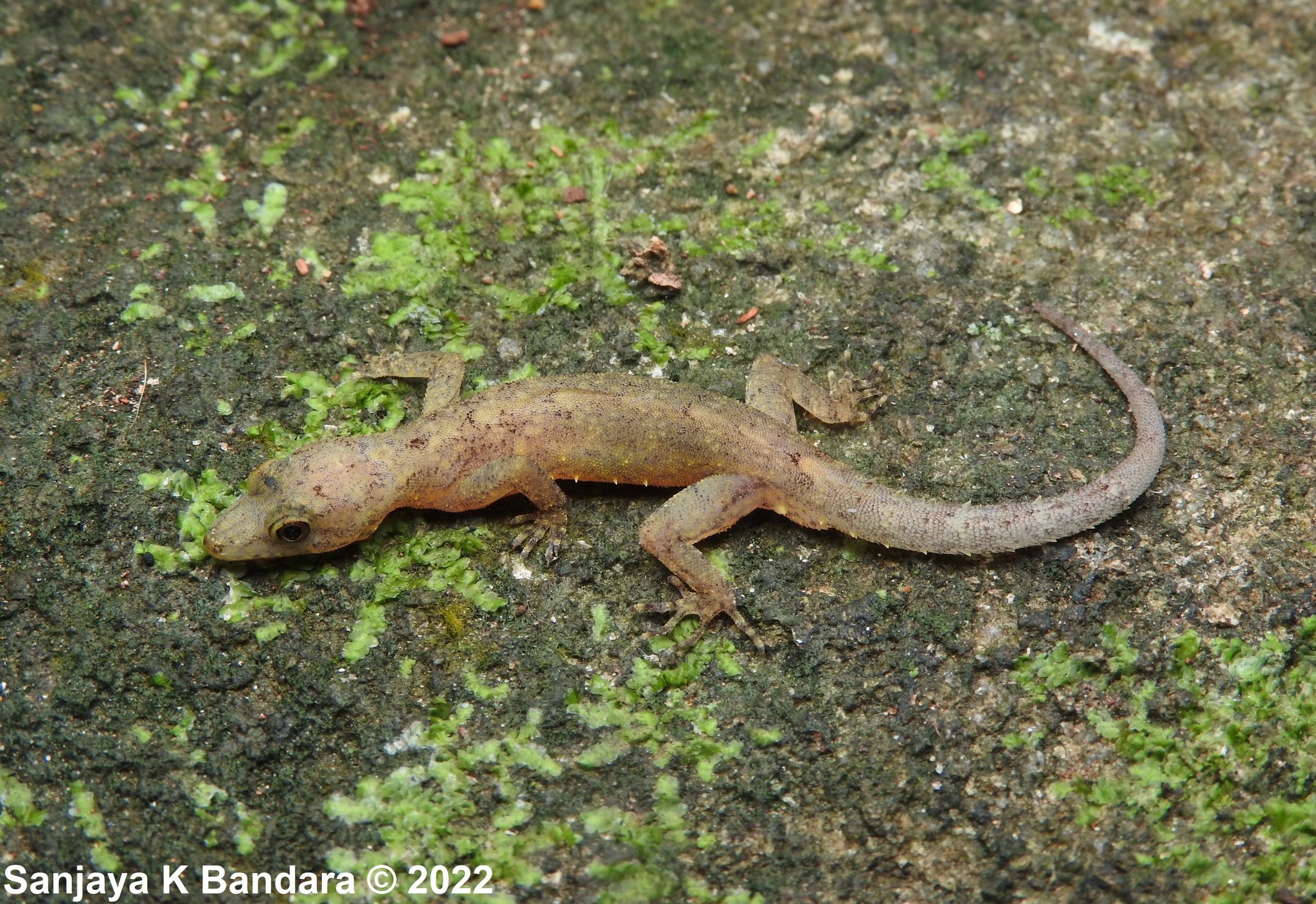 Kegalle Round-Eyed Gecko