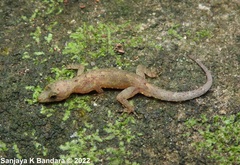 Cnemaspis menikay
