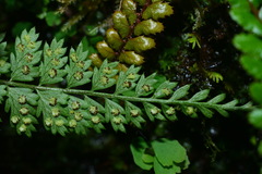Polystichum thomsonii