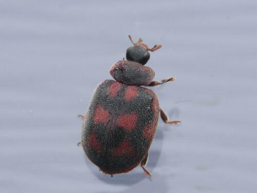 Novius cruentatus
