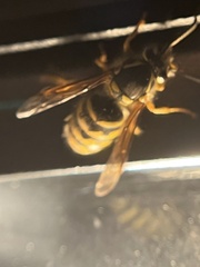 Vespula flavopilosa