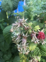 Rubus idaeus