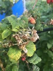 Rubus idaeus