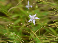 Lomatogonium minus
