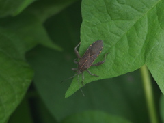 Physomerus grossipes