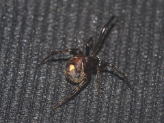Parasteatoda merapiensis
