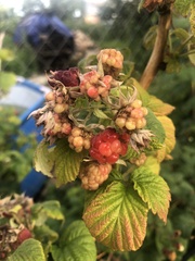 Rubus idaeus