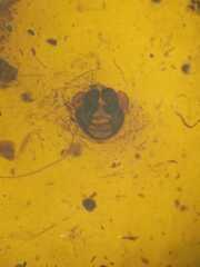 Parasteatoda merapiensis