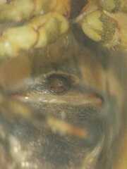 Parasteatoda merapiensis