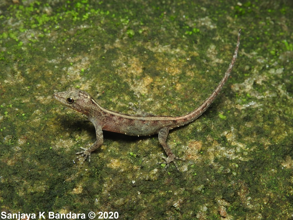 Rough-Bellied Day Gecko