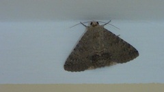 Pandesma robusta