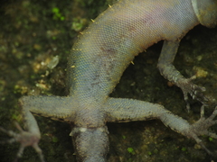 Cnemaspis tropidogaster