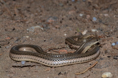 Tropidoclonion lineatum