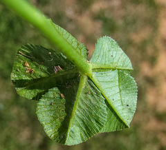 Polythrincium trifolii