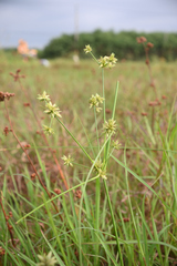 Cyperus elegans