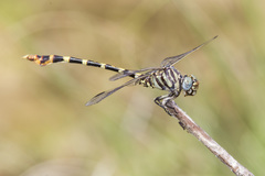 Phyllogomphoides stigmatus