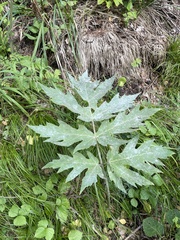 Heracleum dissectum